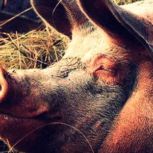 Здоровье свиней