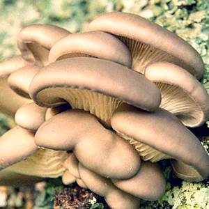 Условия для выращивания грибов вешенка