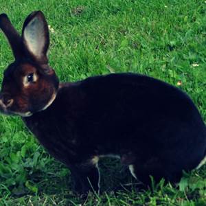 Кролики Рекс - элита среди кроликов