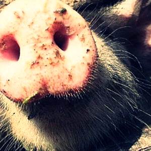 Порода свиней оптимус