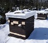 Зимнее пчеловодство (видео)