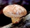 Шиитаке - мифы про лечебный гриб