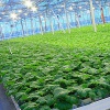 Выращивание сельхозкультур по технологии гидропоники