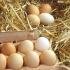 Беларусь намерена завалить Россию куриными яйцами