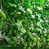 Органическое виноградарство