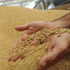 Правила сортировки и хранения зерновых