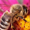 Породы пчел и их особенности
