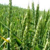 Специфика посева озимой пшеницы и уход за ней
