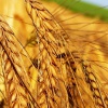 Посев яровой пшеницы
