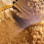 В Азии стали больше потреблять пшеницу