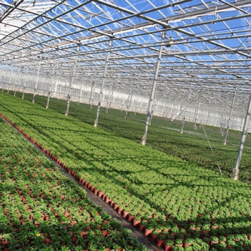 В Липецкой области начали строительство тепличного комплекса по выращиванию томатов