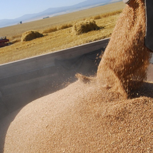 На конец июля в России намолочено свыше 41 млн. тонн зерна