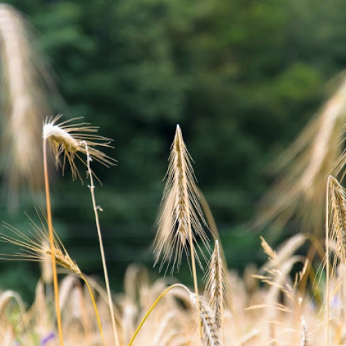 Германию ожидает самый низкий урожай пшеницы за последние 15 лет