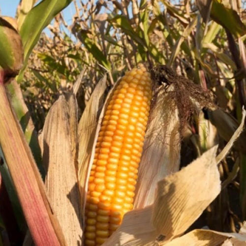 Урожай кукурузы упадет до уровня 2012 года?