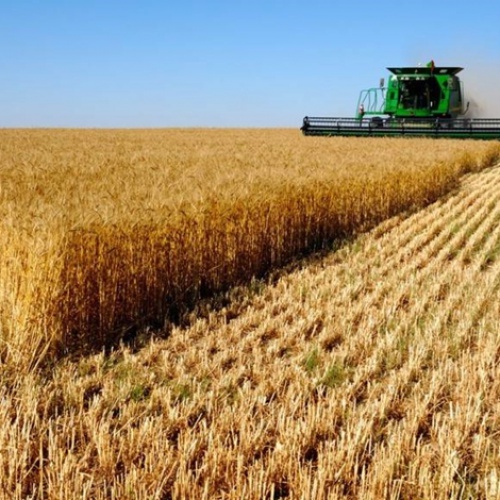 Российская пшеница выросла в цене на фоне падения рубля