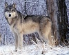 Германия ведет борьбу с волками