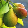 Питание и удобрение плодовых деревьев