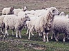 В Ставрополье развивают овцеводство