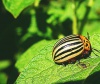 Как победить колорадского жука: борьба с врагом его же методами
