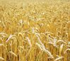 Засуха в США и России повлияла на запасы зерна не так сильно как ожидалось