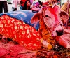 В Индии любителей говядины будут сажать в тюрьму