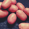 Сорт картофеля "Ред Скарлетт" фото