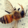 Сложности пчеловодства: почему гибнут пчелы?