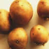 Неприхотливый сорт картофеля «Гала»