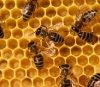 Повышение продуктивности пчелиных семей