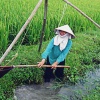 Засуха угрожает урожаю риса в Северной Корее