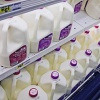 Производители молока в Голландии близки к банкротству