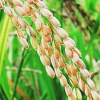 Новый вид риса поможет снизить парниковый эффект