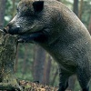 Африканская чума свиней в Польше: эпидемию не удается остановить
