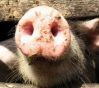 Африканская чума свиней - в Краснодарском крае убито уже более 500 000 голов