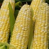 Выращивание кукурузы в домашних условиях
