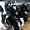 Молочный сектор в Европе – фантазии и реальность