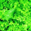 Во французском салате обнаружили «разрушители гормонов»