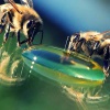 Как подкармливать пчел в течение года