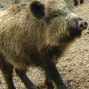 В Италии уничтожат более 250 000 диких свиней