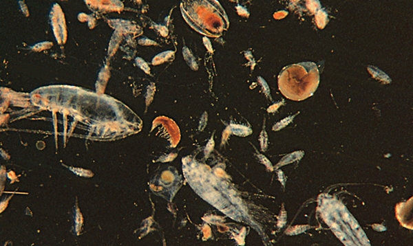 Планктонные и донные беспозвоночные