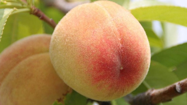 Плод персика