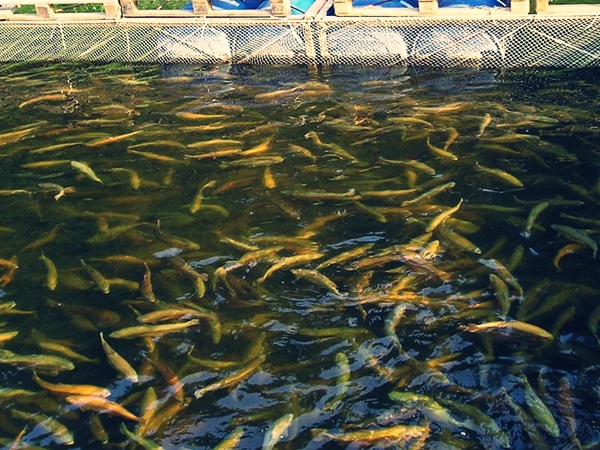 Выращивание рыбы в садках