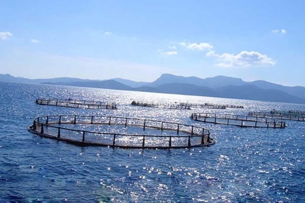 Садки для выращивания рыбы в море