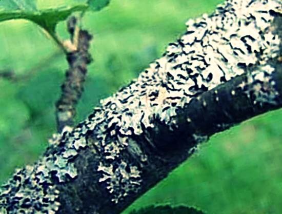 Болезни вишни фото - Сажистый грибок