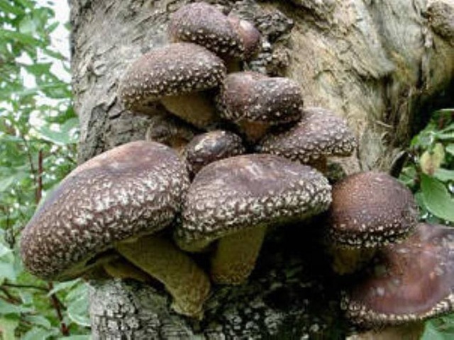грибы шиитаке на дереве