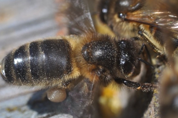 Породы пчел - среднерусская