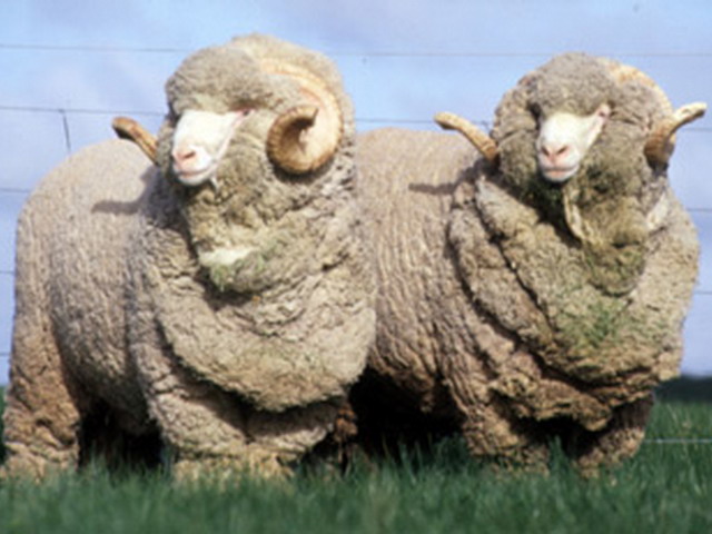 тонкорунные овцы