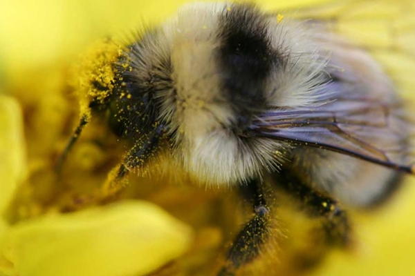 Украинская пчела