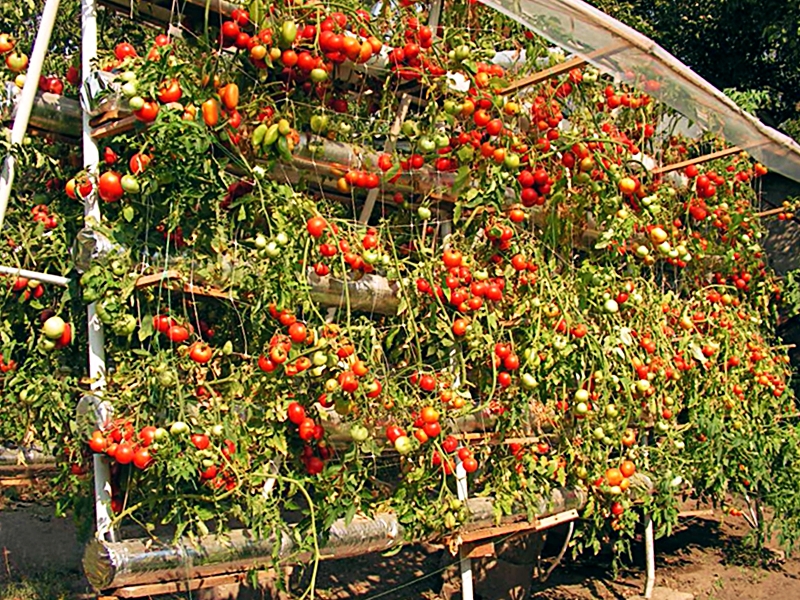 Вертикальное выращивание томатов