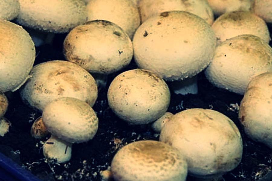 Выращивание грибов в домашних условиях фото